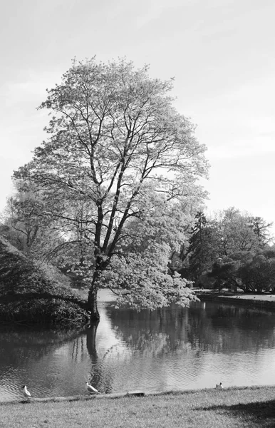 Tall tree grows on the bank of a pond in Tallinn, Estonia. Terns stand at the water\'s edge on a sunny spring day - monochrome processing