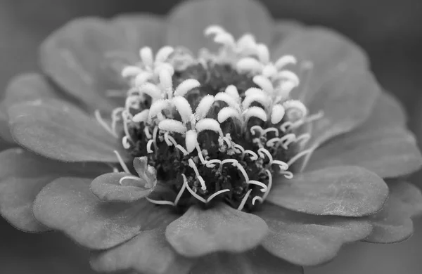 Makro Einer Zarten Zinnienblüte Mit Kontrastierenden Staubgefäßen Monochrome Verarbeitung — Stockfoto