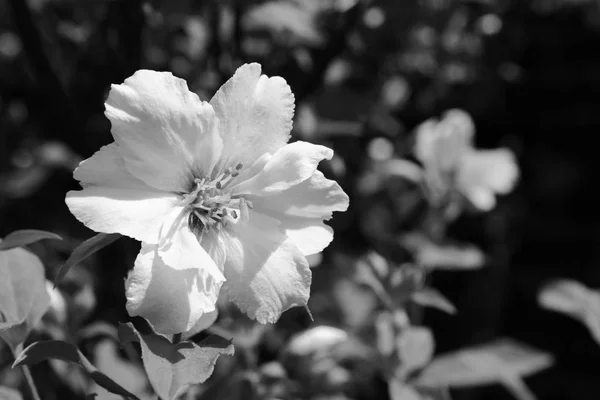 Vit Philadelphus Blomma Håna Orange Monokrom Bearbetning — Stockfoto