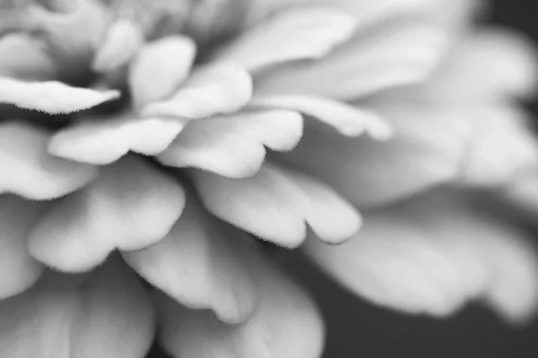 Abstraktes Makro Geschichteter Blütenblätter Einer Zinnia Blume Monochrome Verarbeitung — Stockfoto