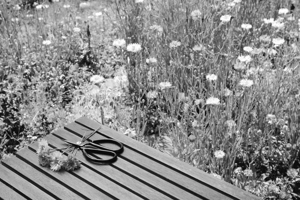 繁栄する野生の花の庭で木製のテーブルの上にコーンフラワーやガーデンはさみをカット モノクロ処理 — ストック写真