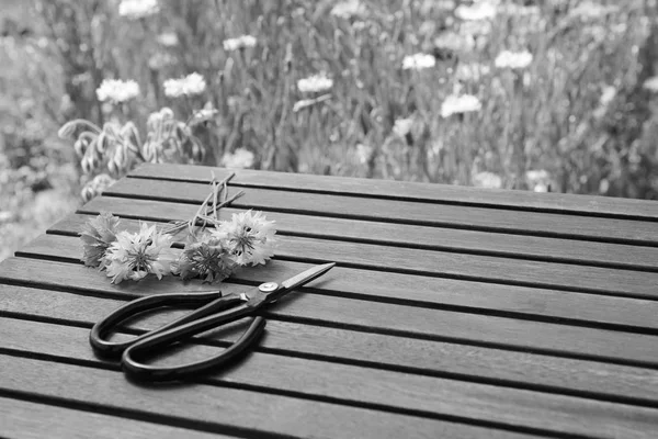 Květinářské Nůžky Leží Vedle Řezané Chrpy Dřevěném Stole Květinové Zahradě — Stock fotografie