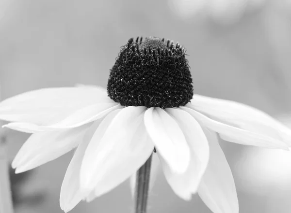 Una Sola Flor Mermelada Rudbeckia También Conocida Como Coneflower Black — Foto de Stock