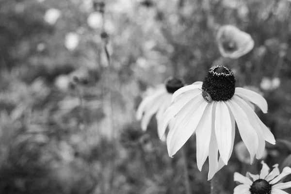 Rudbeckia Flor Susan Ojos Negros Con Una Ninfa Gorse Bug —  Fotos de Stock