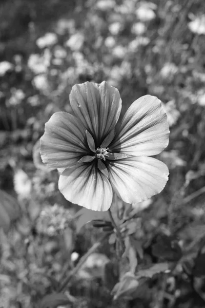 Malope Trifida Blüht Sommer Einem Hübschen Blumenbeet Monochrome Verarbeitung — Stockfoto