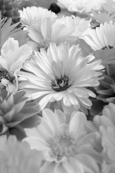 Blady Kwiat Nagietka Selektywnej Ostrości Wśród Pięknych Kwiatów Ogrodowych Monochromatyczne — Zdjęcie stockowe