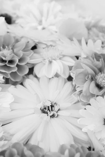 Seçici Odak Noktasında Calendula Çiçeği Yaz Çiçeklerinin Karışımı Monokrom Işleme — Stok fotoğraf