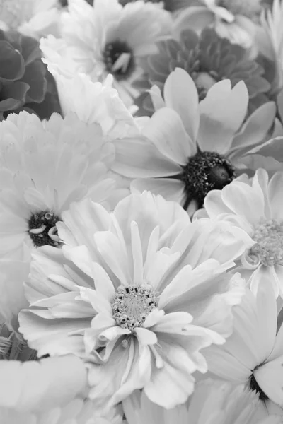 Flor Cosmos Pálido Enfoque Selectivo Con Caléndulas Flores Rudbeckia Procesamiento — Foto de Stock