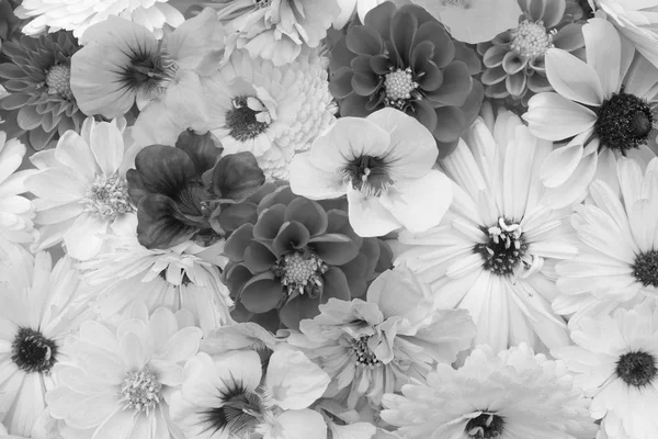 Bahçe Çiçeklerinin Çiçek Arkaplanı Takvimler Yıldız Çiçekleri Rudbeckia Kozmos Nasturtiyumlar — Stok fotoğraf