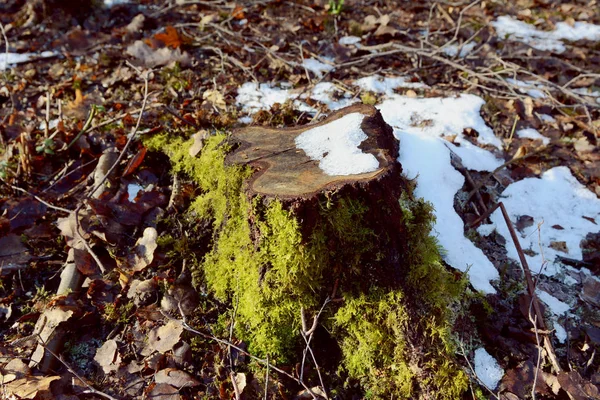 Träd Stubbe Vintersolljus Halvtäckt Med Grön Mossa Och Smältande Snö — Stockfoto