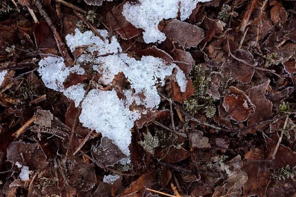 Abstrakt Bakgrund Fläck Kristallin Frostig Bland Frostbitna Döda Blad Ett — Stockfoto