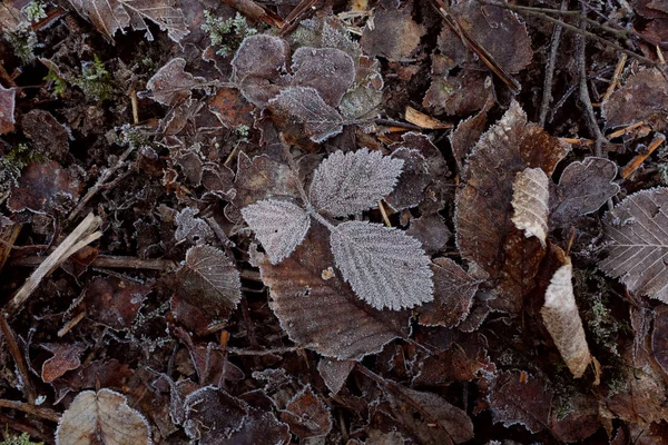 Von Frostkristallen Bedeckte Eschenblätter Vor Einem Abstrakten Hintergrund Frostabgestorbener Blätter — Stockfoto