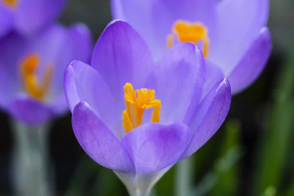 Mor Iridaceae merkezinde derin turuncu ercik — Stok fotoğraf