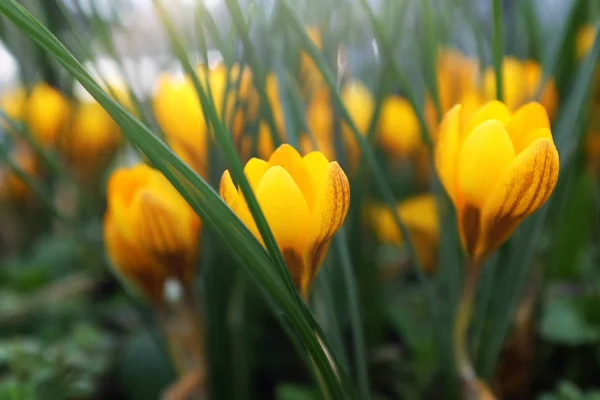 Låg profil av gula crocus blommor — Stockfoto