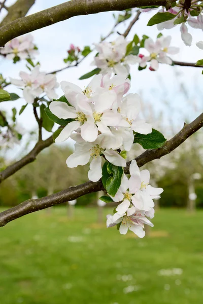 Grappe de fleurs blanches printanières sur un pommier — Photo