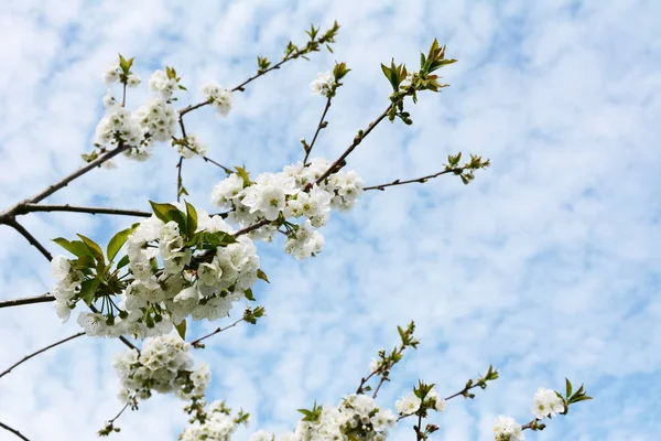 Blossom-covered branches of a Penny cherry tree — Stock Photo, Image