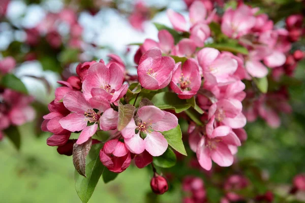 Gren full av blomma med rosa kronblad på en Malus — Stockfoto