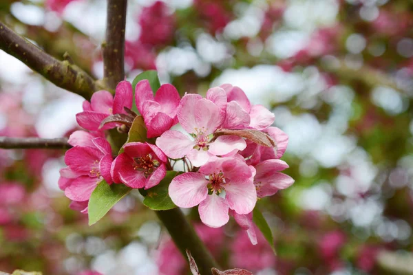 蟹苹果树上的粉红色花团 — 图库照片