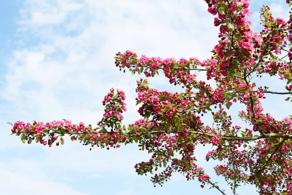 Branches of a crab apple tree covered in abundant blossom — Stock Photo, Image