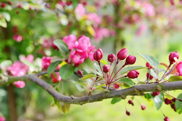 Spray av Pink Blossom knoppar på en krabba äppelträd — Stockfoto