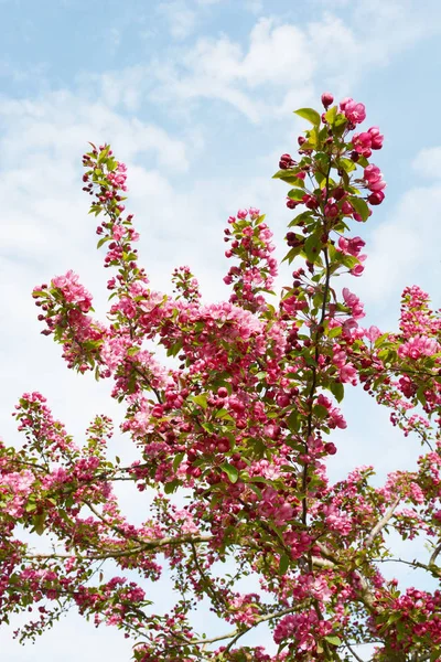 Crab apple tree branches covered in pink blossom — Stock Photo, Image