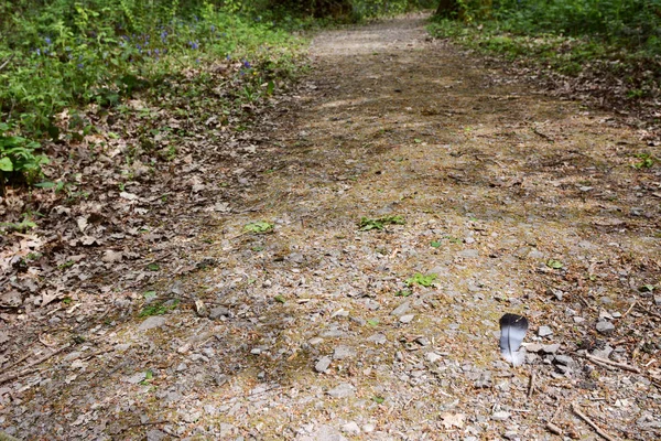 Wood pigeon feather lies on a wide stony path in woodland — 스톡 사진