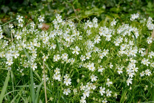 Greater Stitchwort - bir hedgerow beyaz yabani çiçekler — Stok fotoğraf