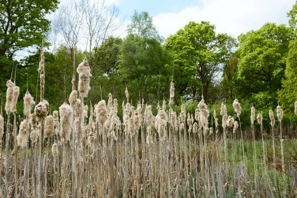 Old bulrush seed heads fall apart above a rural pond