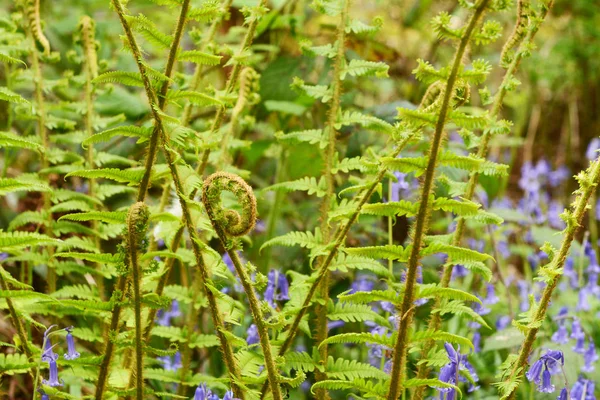 Fiddlehead uncurls at the top of a branch of lush green bracken — Stock Photo, Image