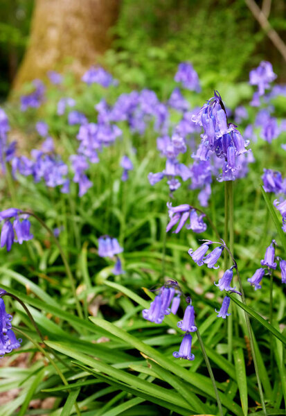 Springtime Bluebell flowers grow wild in woodland
