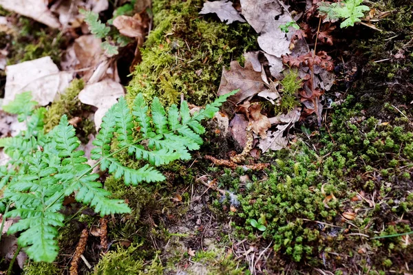Grüne Brackblätter zwischen Moos und trockenen Blättern — Stockfoto