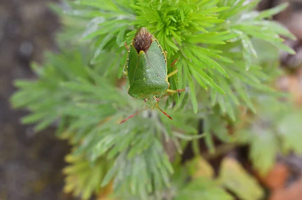 Green shield bug - Palomena prasina - on a frondy garden plant