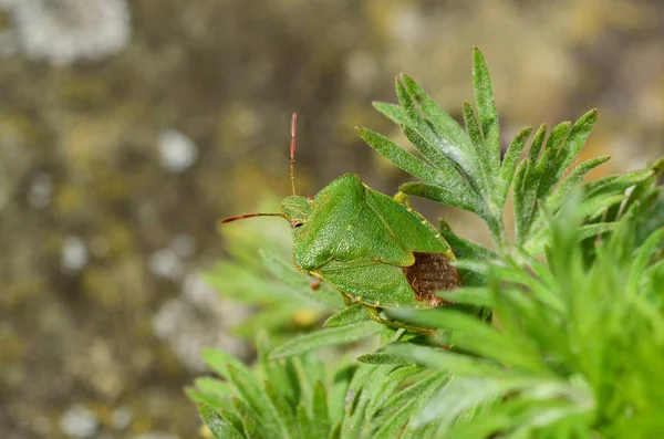 Green shield bug, уроженец Великобритании — стоковое фото