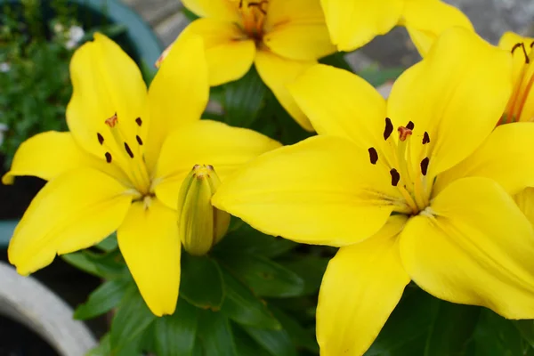 Levande gula Lilja blommar i en sommarträdgård — Stockfoto