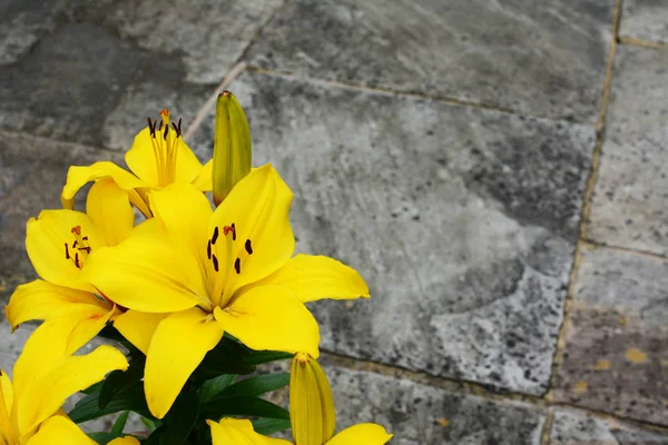 Ljust gul Lilja blommor på en sten uteplats — Stockfoto