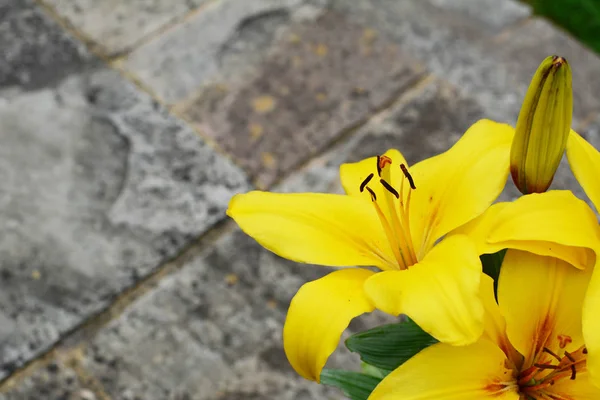 Bold yellow lily flowers on a stone patio — Stock Photo, Image