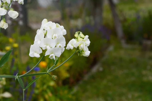 Pretty white everlasting pea flowers — Stock Photo, Image