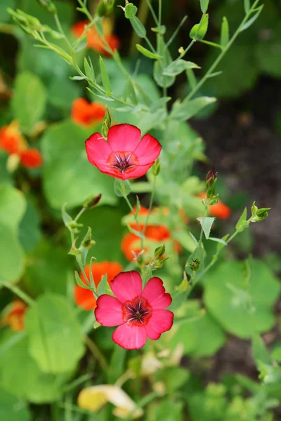 Två scharlakansröda lin blommor — Stockfoto