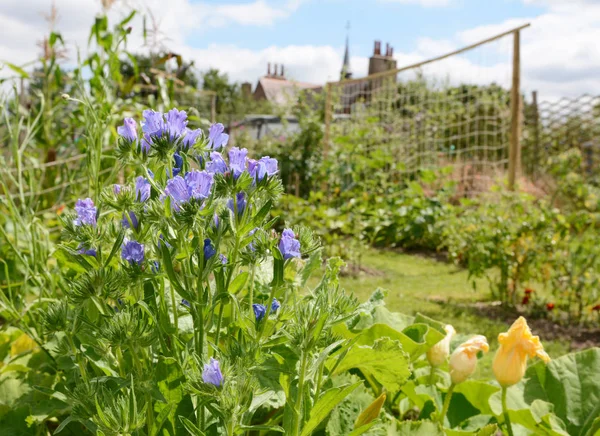 Bugloss de Viper em um jardim de loteamento rural — Fotografia de Stock