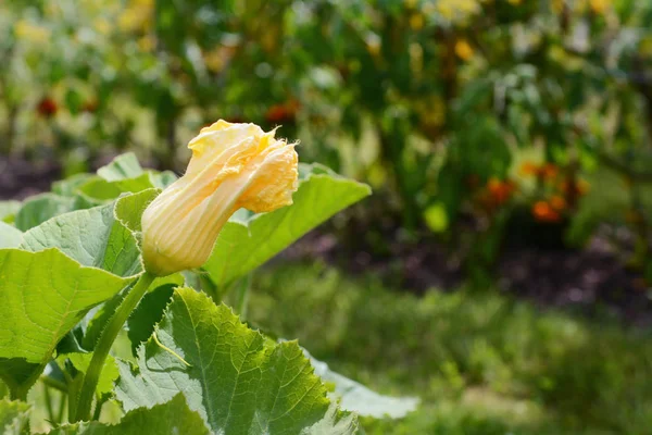 Flor de cabaça masculina cresce acima da exuberante folhagem de um pla cucurbit — Fotografia de Stock