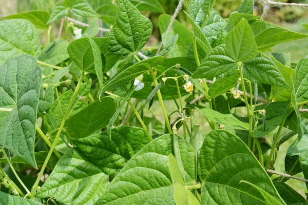 Kalypso- oder Yin-Yang-Bohnen, die zwischen sattgrünen Blättern wachsen — Stockfoto