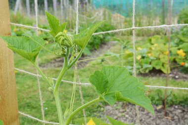 Cucurbit asma bir tahsis bir örgü trellis tırmanıyor