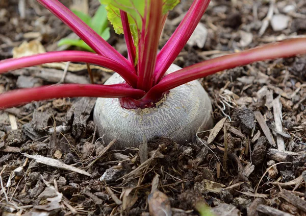 Primer plano de una remolacha que crece en el compost — Foto de Stock