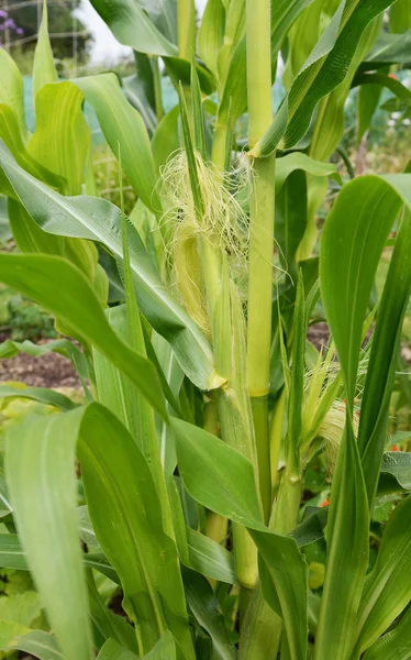 Twee maïs Cobs groeien op een Fiesta suikermaïs plant — Stockfoto