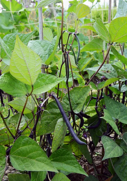 Zwergbohnen mit dunkelvioletten Schoten in einem Schrebergarten — Stockfoto