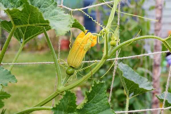 Flores de calabaza ornamentales femeninas crecen en una vid trepadora — Foto de Stock