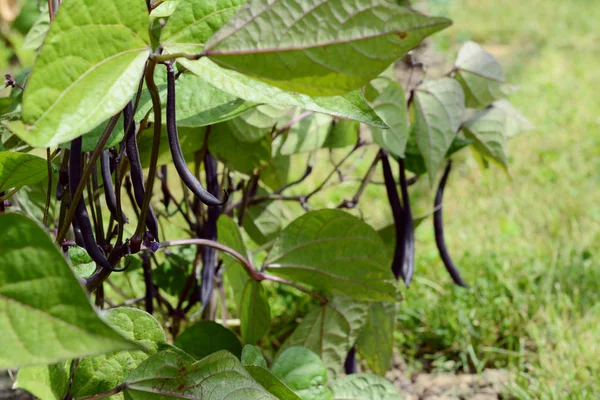 Mörklila French Bean Pod bland frodiga gröna blad — Stockfoto