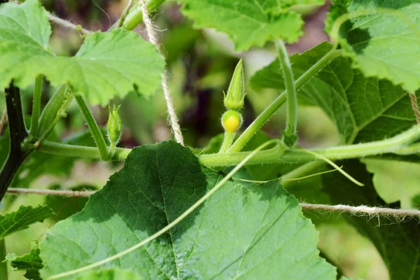 Kleine weibliche Blüte eines mehrfarbigen Zierkürbisses — Stockfoto