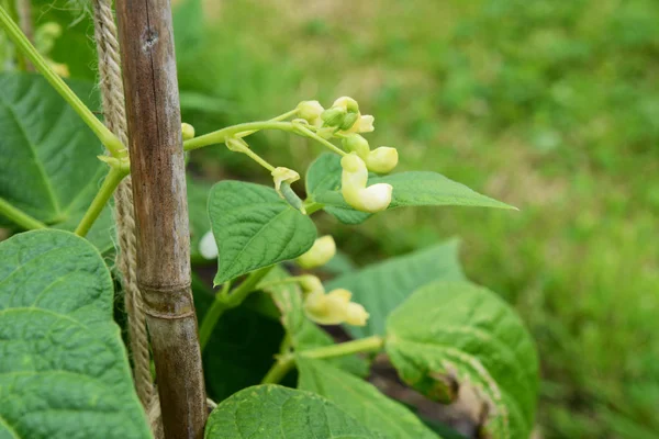 Schote und weiße Blüten auf einer Yin Yang Bohnenpflanze — Stockfoto