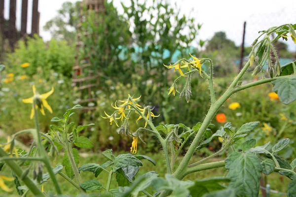 Gelbe Tomatenblüten auf einer Kirschtomatenpflanze — Stockfoto